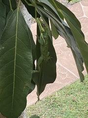 Anolis equestris