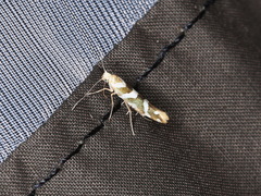 Argyresthia goedartella