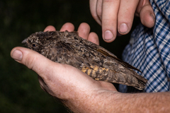 Phalaenoptilus nuttallii