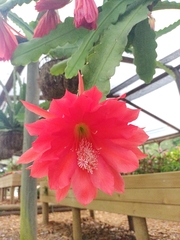 Disocactus ackermannii