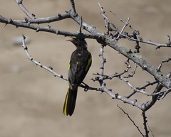 Cassiculus melanicterus