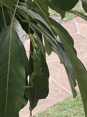 Anolis equestris