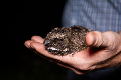 Phalaenoptilus nuttallii