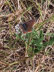 Aricia agestis