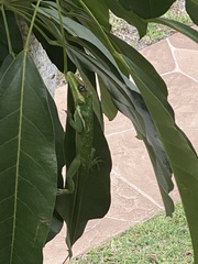 Anolis equestris
