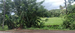 Musa × paradisiaca