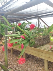 Disocactus ackermannii