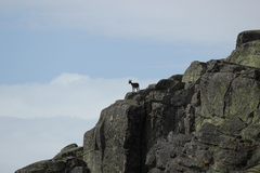 Capra pyrenaica