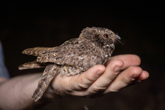 Phalaenoptilus nuttallii