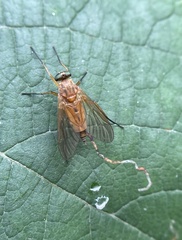 Rhagio