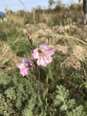 Gladiolus hirsutus