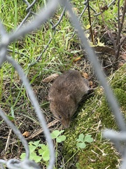 Microtus pennsylvanicus