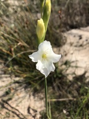 Gladiolus hirsutus