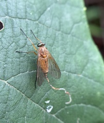 Rhagio