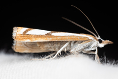 Catoptria latiradiellus