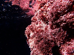 Corallina officinalis