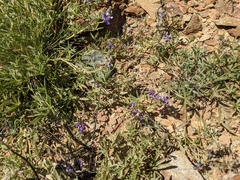 Lupinus sparsiflorus