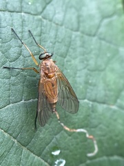Rhagio
