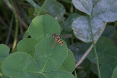 Episyrphus balteatus