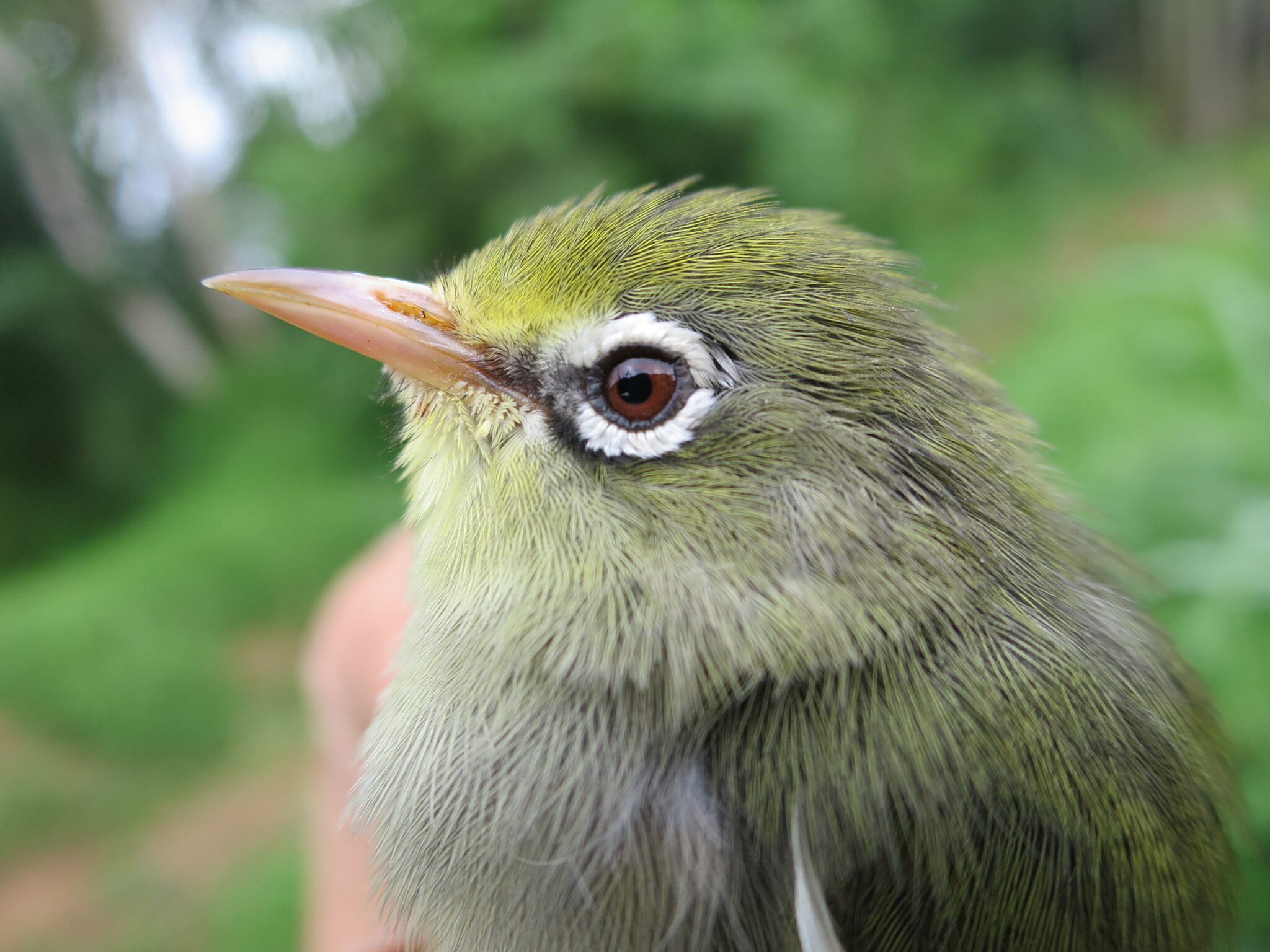 Sao Tome White-eye (Zosterops feae), photo 9