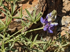 Lupinus sparsiflorus