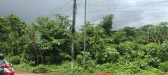 Ricinus communis