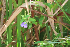 Scutellaria galericulata