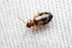 Lebia