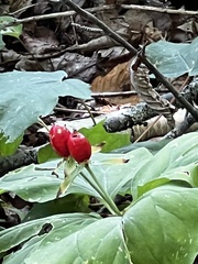 Trillium undulatum