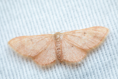 Idaea