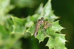 Dioctria rufipes