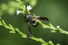 Epeolus bifasciatus