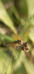 Sympetrum flaveolum