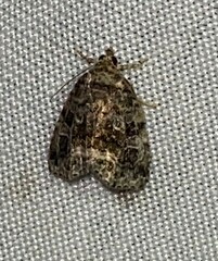 Protodeltote muscosula