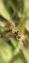 Sympetrum flaveolum