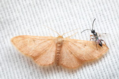 Idaea