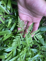 Botrypus virginianus