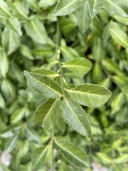 Euonymus
