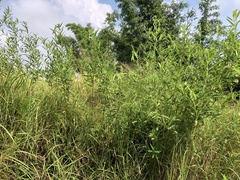 Codariocalyx motorius