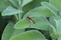 Helophilus trivittatus