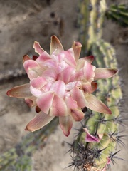 Stenocereus gummosus