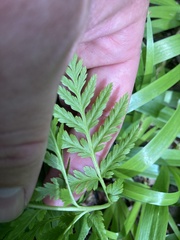 Botrypus virginianus