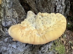 Climacocystis borealis