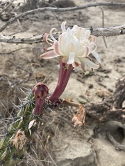 Stenocereus gummosus