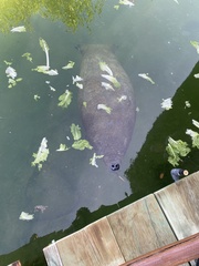 Trichechus manatus
