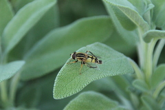 Helophilus trivittatus