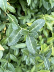 Euonymus
