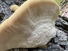 Climacocystis borealis