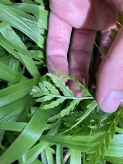 Botrypus virginianus