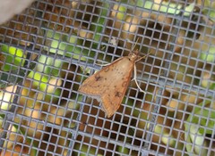 Udea ferrugalis